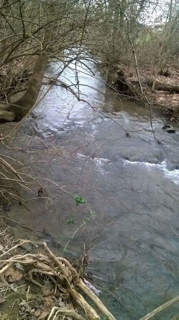 A serene, winding creek flows through a wooded area, surrounded by bare branches and fallen leaves. The water is clear and gently rippling, reflecting the surrounding nature. Small green plants and roots are visible along the bank, adding to the natural ambiance of the scene. Veterans Park mountain bike trail.