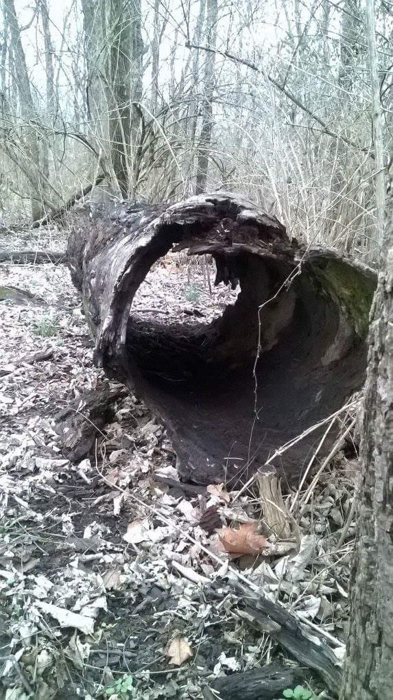 A large, hollowed-out tree trunk lying on the forest floor, surrounded by sparse vegetation and fallen leaves. The scene is set in a wooded area with other trees and underbrush in the background. Veterans Park mountain bike trail.