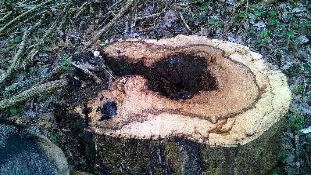 A close-up view of a tree stump showing intricate wood grain patterns and a hollowed center, surrounded by forest debris and plants. Veterans Park mountain bike trail.