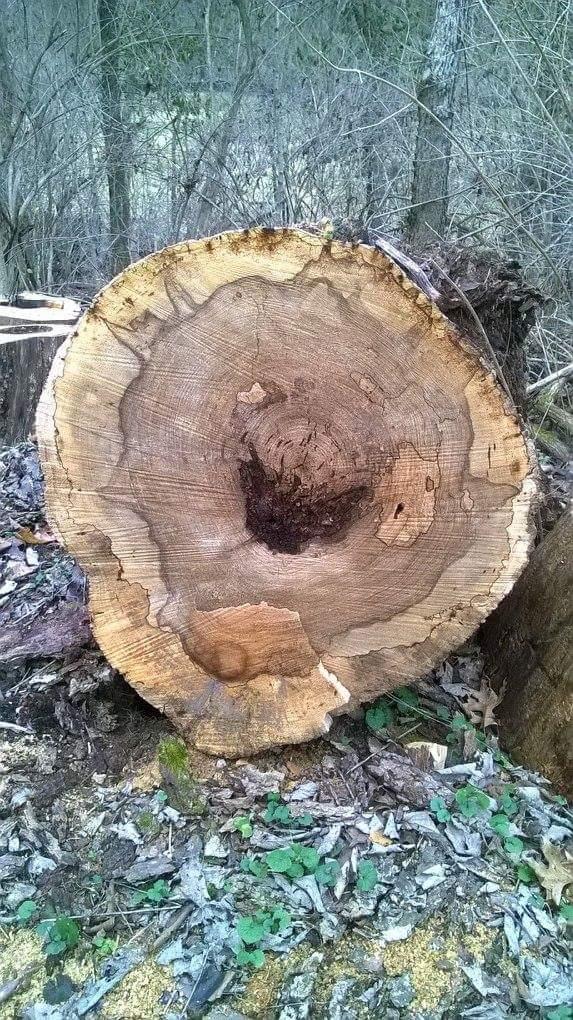A cross-section of a tree stump showing detailed wood grain patterns and growth rings, surrounded by leafy underbrush and forest debris. Veterans Park mountain bike trail.
