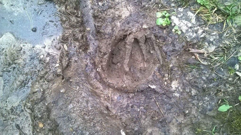 A close-up view of a large animal hoofprint imprinted in muddy ground, surrounded by patches of grass and small stones, with some standing water visible nearby. Veterans Park mountain bike trail.