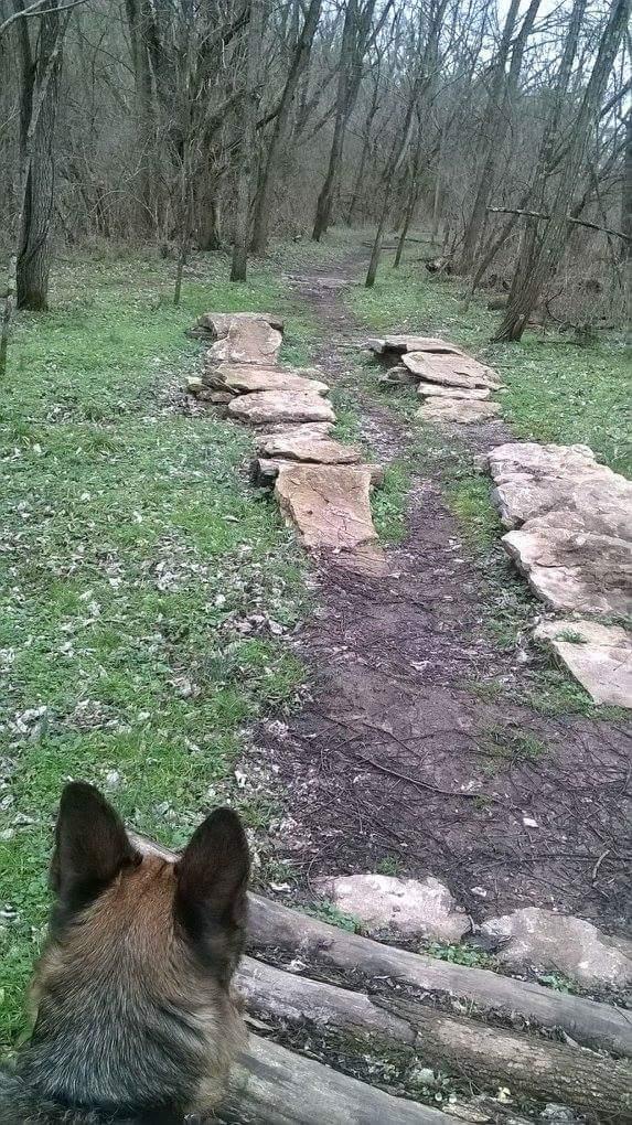 A view of a forest path featuring smooth stone stepping stones leading through green grass and sparse foliage. The foreground includes the back of a dog's head, suggesting it is looking down the trail. The path narrows into the distance, surrounded by trees. Veterans Park mountain bike trail.