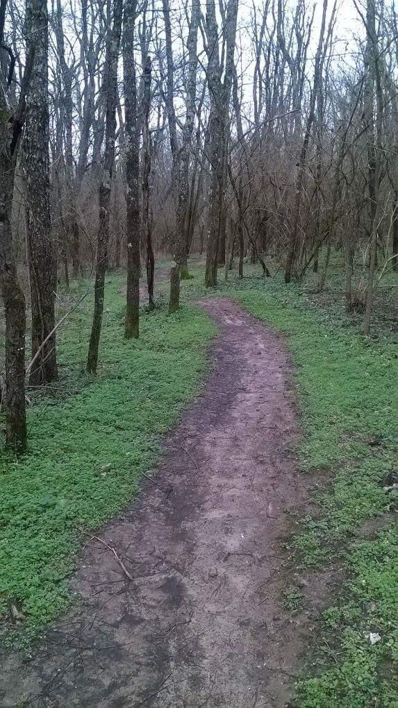 A winding dirt path cuts through a tranquil forest, lined with bare trees and patches of green grass. The scene is serene, suggesting a peaceful walk in nature on a cloudy day. Veterans Park mountain bike trail.
