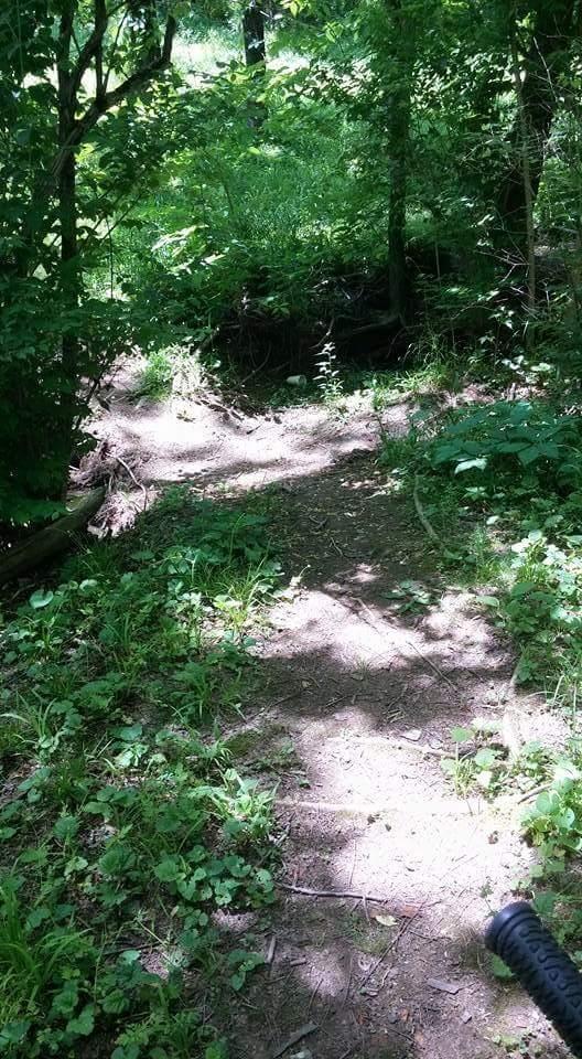 Pathway through a lush, green forest, surrounded by trees and undergrowth, with dappled sunlight illuminating the ground. Veterans Park mountain bike trail.