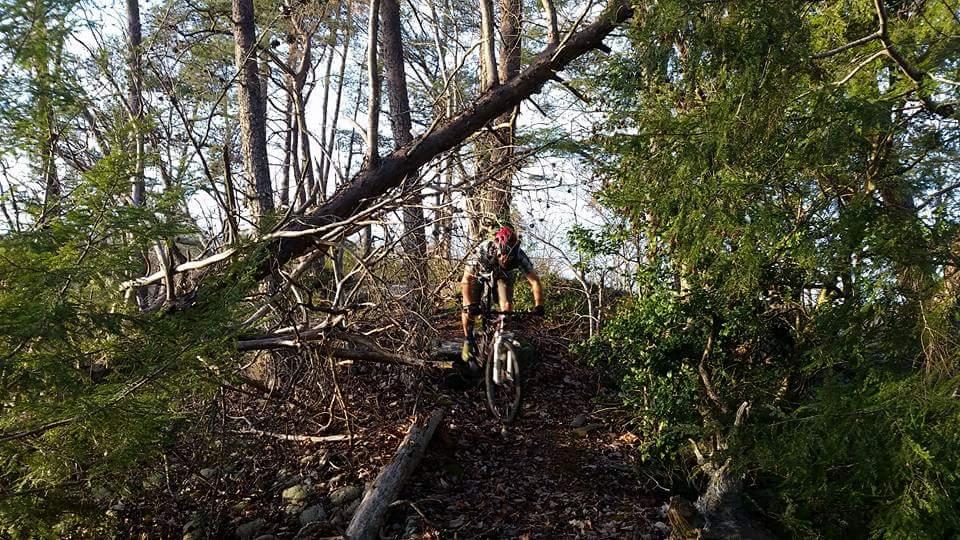A mountain biker navigating a forest trail, surrounded by trees and underbrush, with a fallen log and branches obstructing the path. Sunlight filters through the foliage, creating a natural, autumnal setting. Big South Fork mountain bike trail.