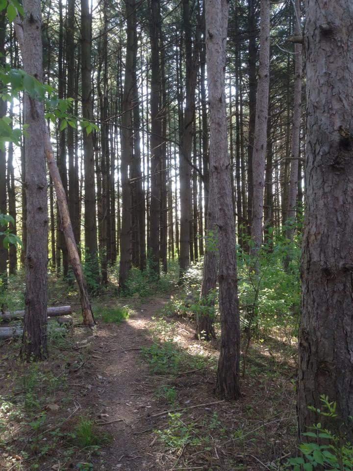 A sunlit forest path surrounded by tall pine trees, with patches of greenery on the ground and dappled light filtering through the branches above. Hueston Woods State Park mountain bike trail.