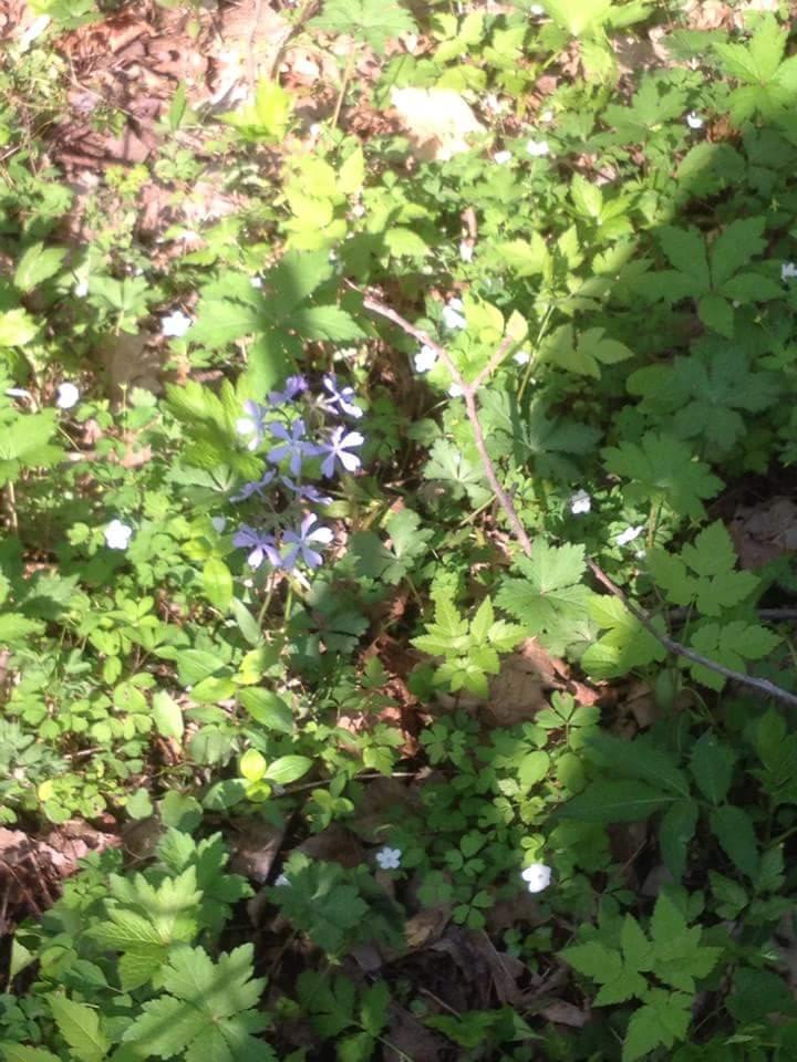 A close-up view of a forest floor covered with various green foliage, featuring small purple and white wildflowers amidst the leaves and shadows. Hueston Woods State Park mountain bike trail.