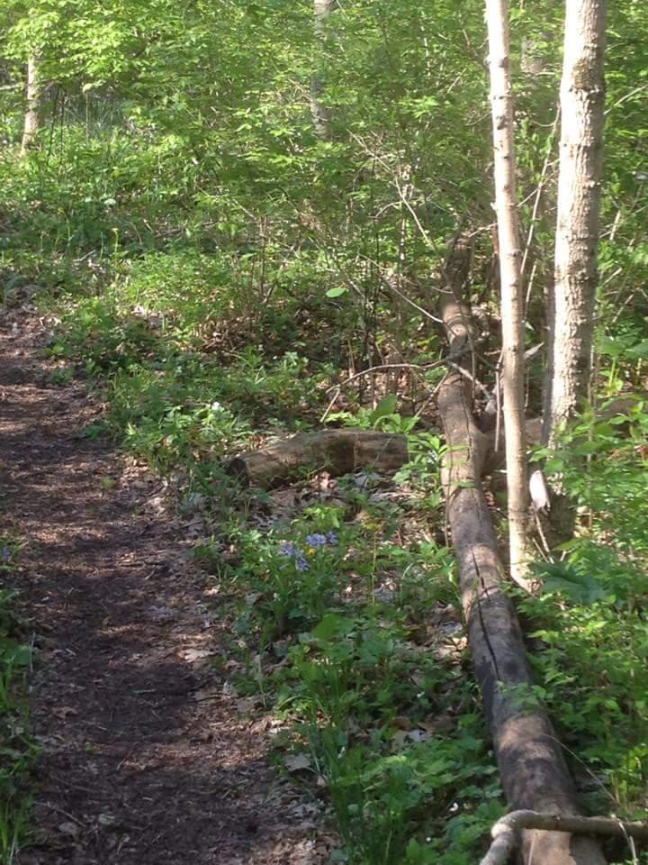 A dirt trail winding through a lush green forest, surrounded by trees, foliage, and blue flowers. Sunlight filters through the leaves, casting dappled shadows on the ground. A fallen log runs parallel to the trail on the right side. Hueston Woods State Park mountain bike trail.