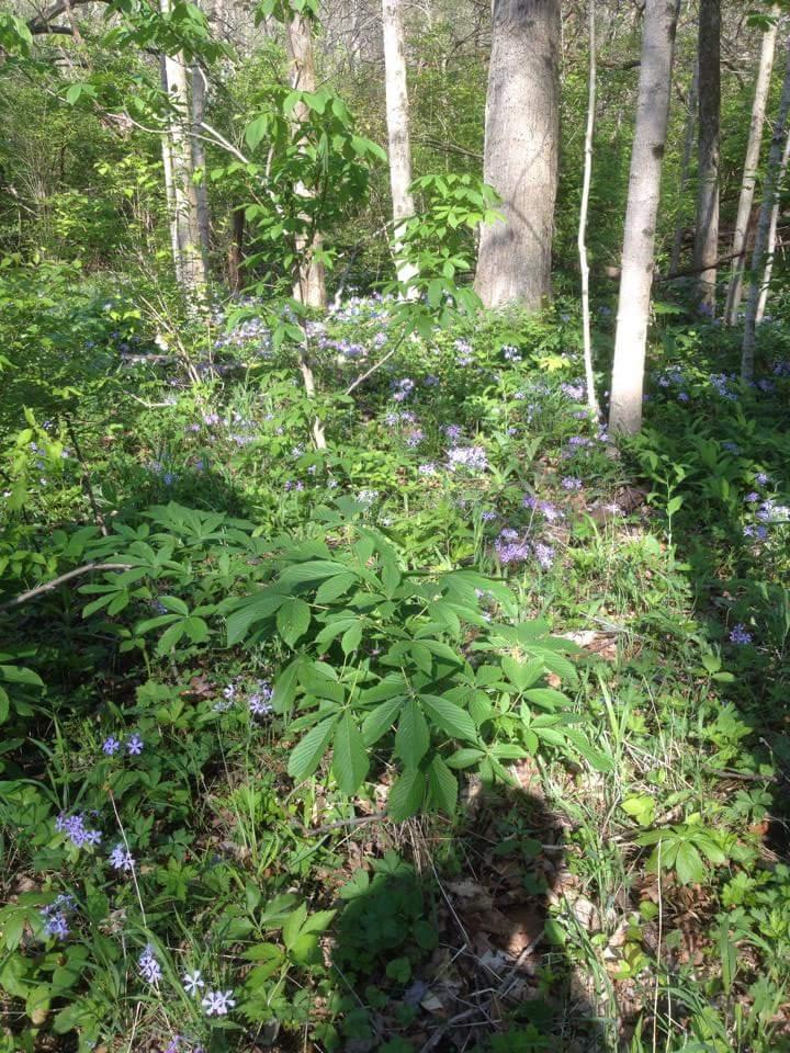 A lush forest scene featuring tall tree trunks surrounded by vibrant green foliage and purple wildflowers blooming on the forest floor. Sunlight filters through the trees, casting soft shadows on the ground, creating a serene and natural atmosphere. Hueston Woods State Park mountain bike trail.