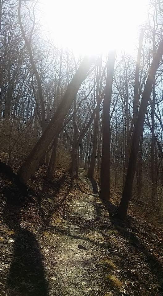 A winding dirt path through a forest with bare trees, illuminated by bright sunlight. Long shadows stretch across the trail from the trees, creating a serene and peaceful atmosphere. Devou Park mountain bike trail.