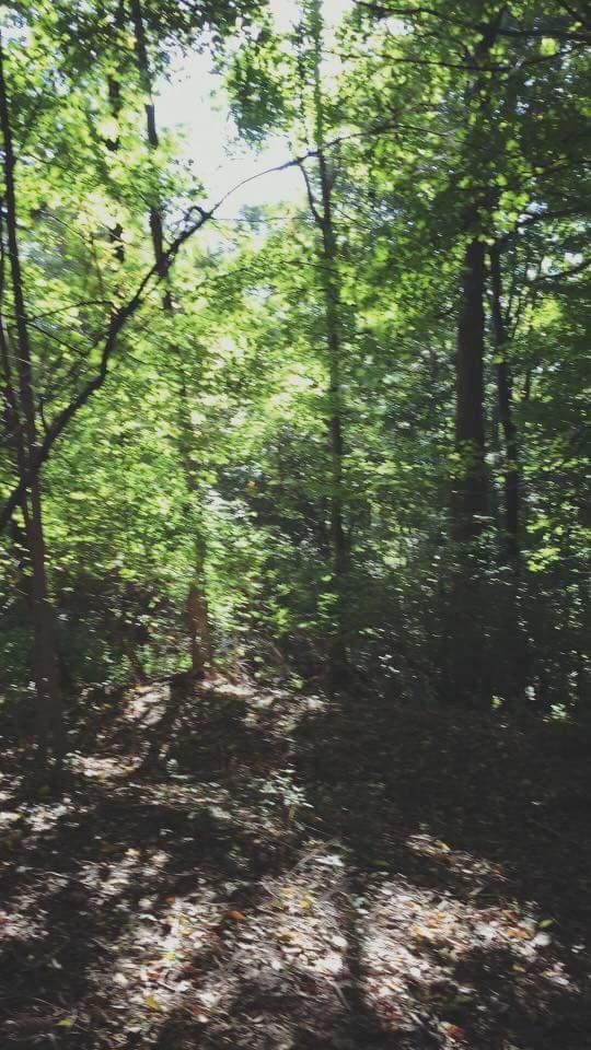 A sunlit forest scene with lush green trees and dappled light filtering through the leaves, creating a serene and peaceful atmosphere. The ground is covered with leaves and patches of sunlight, suggesting a calm day in nature. Devou Park mountain bike trail.