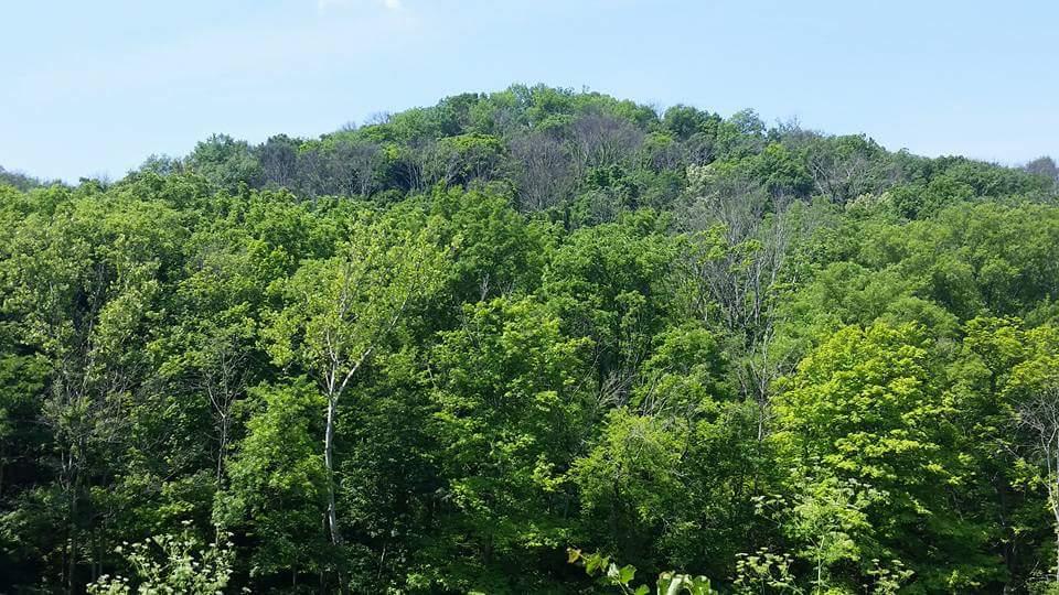 A lush green hillside covered in various trees, with some areas showing lighter foliage, indicating a mix of healthy and possibly less vibrant vegetation. The sky is clear and blue, enhancing the vibrant colors of the landscape. Devou Park mountain bike trail.
