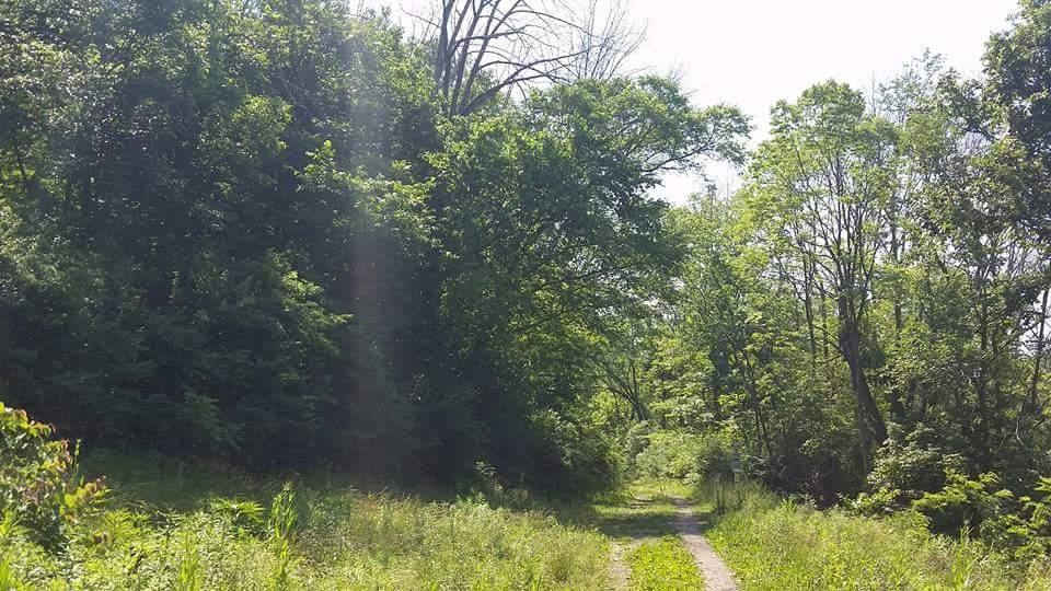 A sunlit forest path surrounded by lush green trees and shrubs, leading into a wooded area on a clear day. Devou Park mountain bike trail.