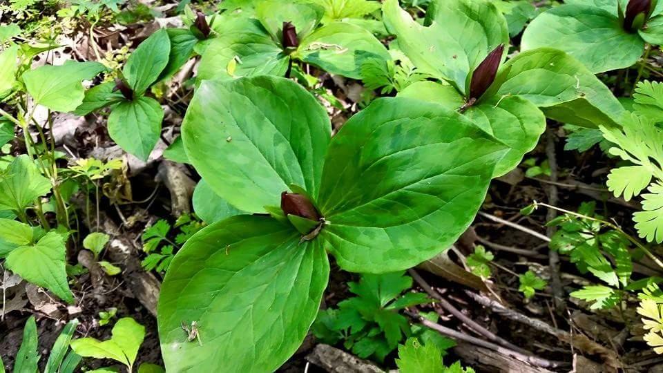 A cluster of large green leaves with dark brown pointed buds growing in a forested area, surrounded by smaller green plants and foliage. Devou Park mountain bike trail.