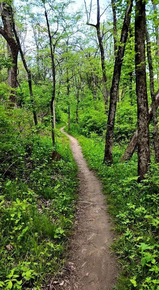 A winding dirt path through a lush green forest, bordered by tall trees and vibrant foliage under a clear blue sky. Devou Park mountain bike trail.