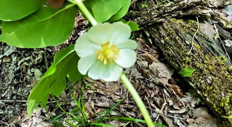 A close-up view of a white flower with yellow stamen, surrounded by green leaves, resting on a forest floor with brown leaves and moss-covered wood in the background. Devou Park mountain bike trail.