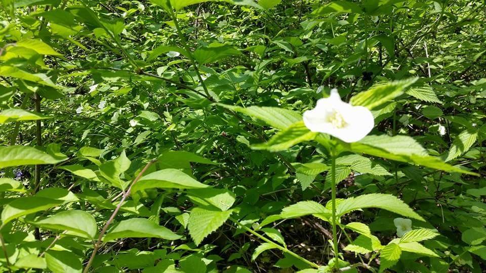 A single white flower surrounded by lush green leaves and dense foliage in a natural setting. Devou Park mountain bike trail.