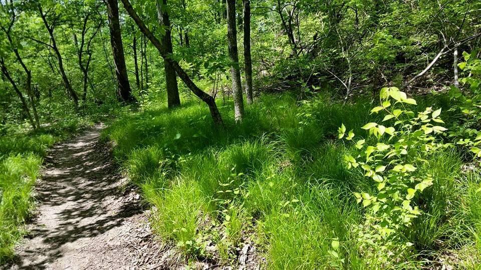 A narrow dirt path winding through a lush green forest, surrounded by tall grass and trees under bright sunlight. Devou Park mountain bike trail.
