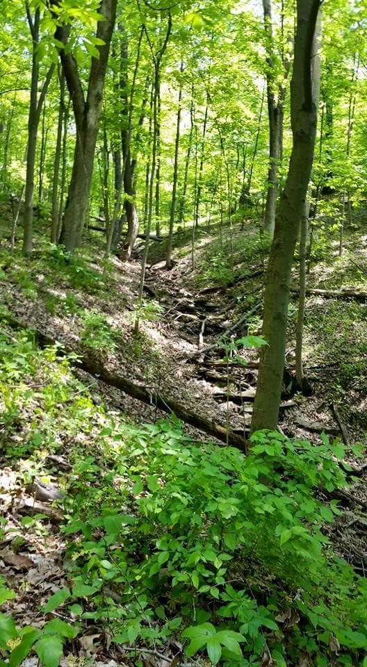 A serene forest scene featuring tall, green trees and lush underbrush. Sunlight filters through the leaves, illuminating a gentle slope that descends into a small, dry streambed lined with rocks and fallen branches. The ground is covered with a mix of leaves and vibrant green plants. Devou Park mountain bike trail.