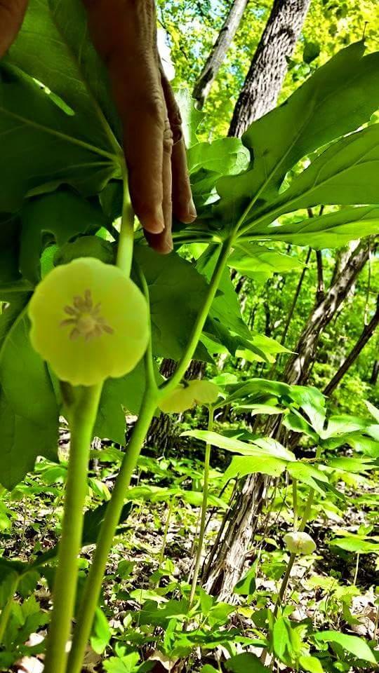 A close-up image of a hand gently touching large green leaves in a forest. In the foreground, a pale green flower is visible, contrasted against the vibrant foliage. Sunlight filters through the trees, illuminating the scene and highlighting the natural beauty of the environment. Devou Park mountain bike trail.