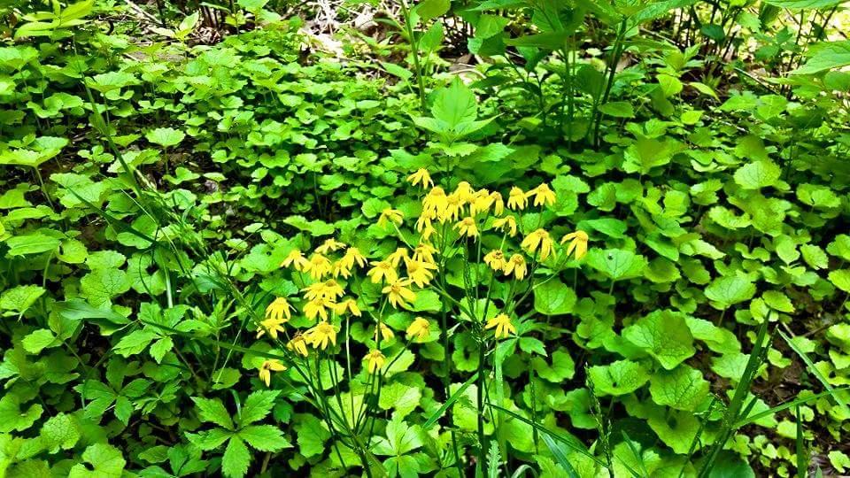 A cluster of small yellow flowers surrounded by a variety of lush green plants and foliage, creating a vibrant natural scene. Devou Park mountain bike trail.