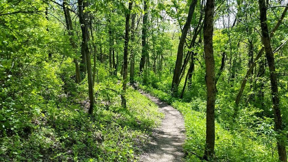A winding dirt path through a lush green forest, surrounded by tall trees and vibrant foliage, creating a serene and inviting outdoor atmosphere. Devou Park mountain bike trail.