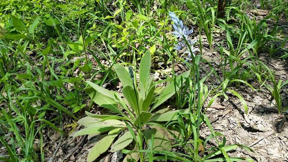 A patch of green foliage in a wooded area with various grasses and plants; a single blue flower is visible among the leaves. Devou Park mountain bike trail.