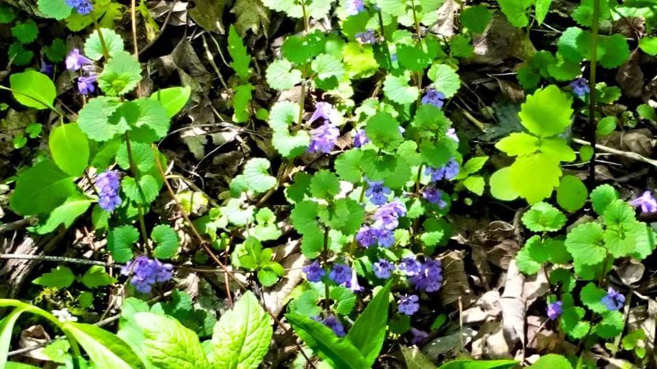 A patch of vibrant green foliage interspersed with small clusters of purple flowers, surrounded by fallen leaves. The scene captures sunlight filtering through, highlighting the rich colors of the plants. Devou Park mountain bike trail.