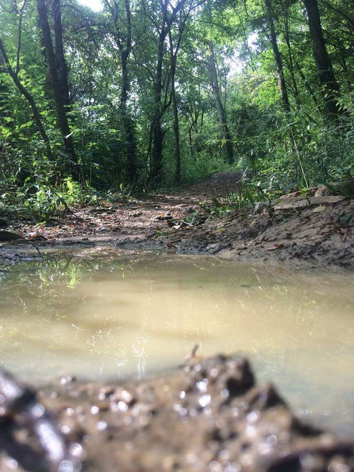 A forest path surrounded by greenery, with a puddle in the foreground reflecting the trees and sky. The trail appears muddy and natural, inviting exploration in a serene outdoor setting. Devou Park mountain bike trail.