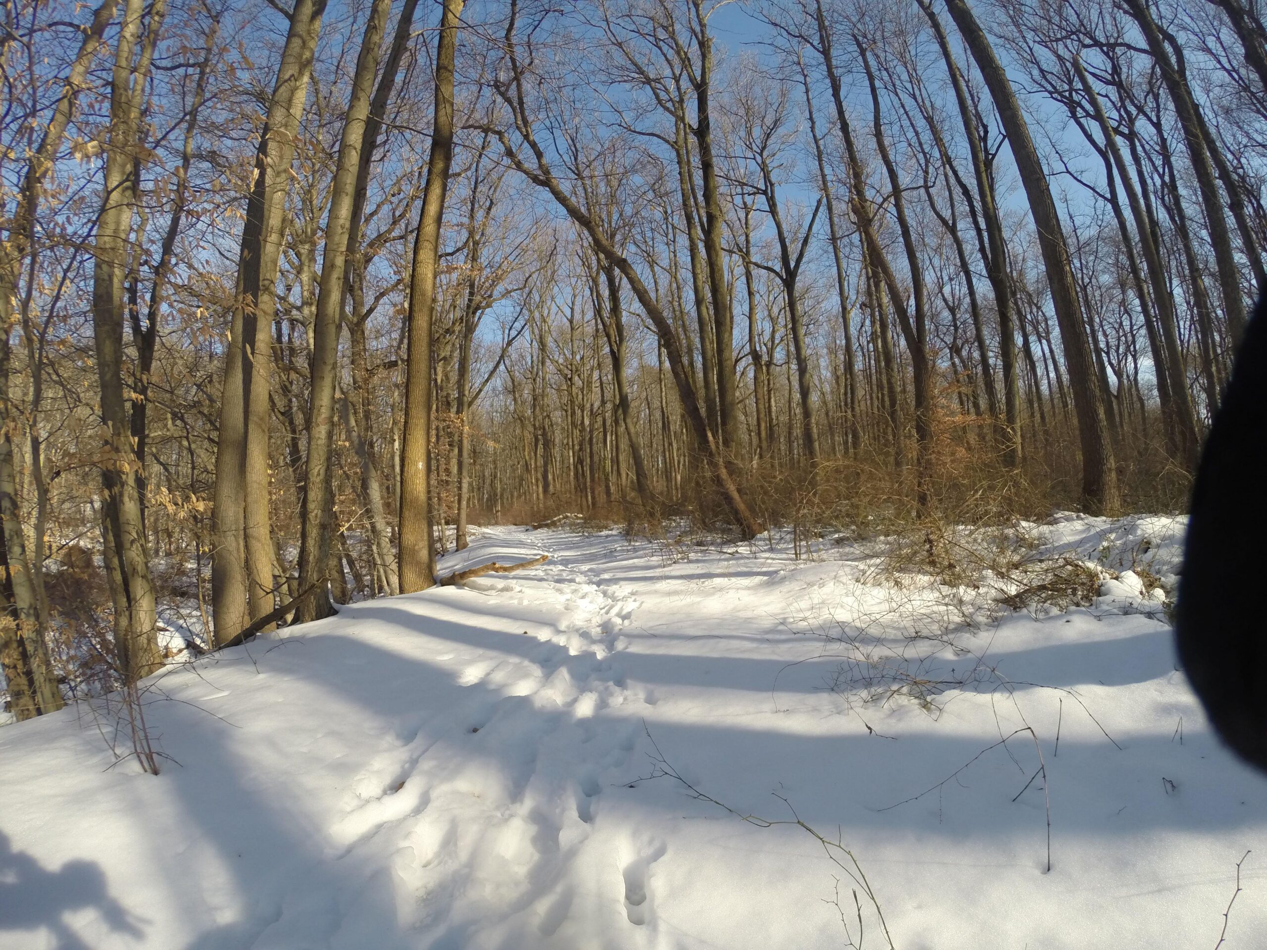 A snow-covered forest path lined with tall, bare trees under a clear blue sky. Footprints can be seen in the fresh snow, indicating trails through the serene winter landscape. Trails seperated by streets mountain bike trail.