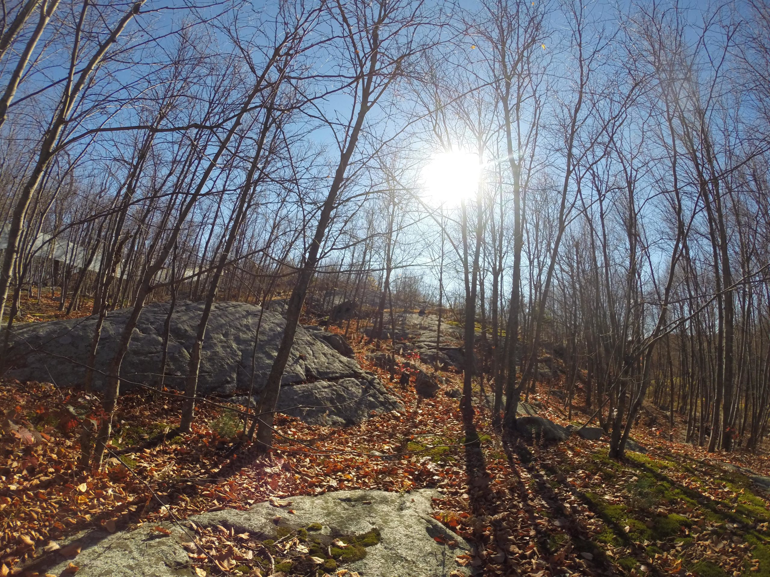 A sunlit forest scene with bare trees and a rocky terrain scattered with autumn leaves. The bright sun shines in the blue sky, casting shadows on the ground. Long Pond Ironworks State Park mountain bike trail.