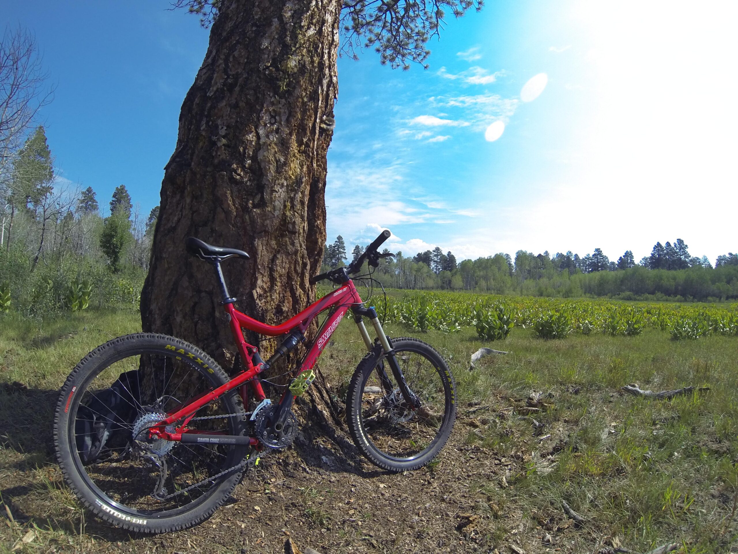 Santa Cruz Blur LT: A vibrant red mountain bike rests against a large tree trunk in a sunny outdoor setting. In the background, a lush green field stretches out, dotted with leafy plants and framed by distant trees under a clear blue sky.