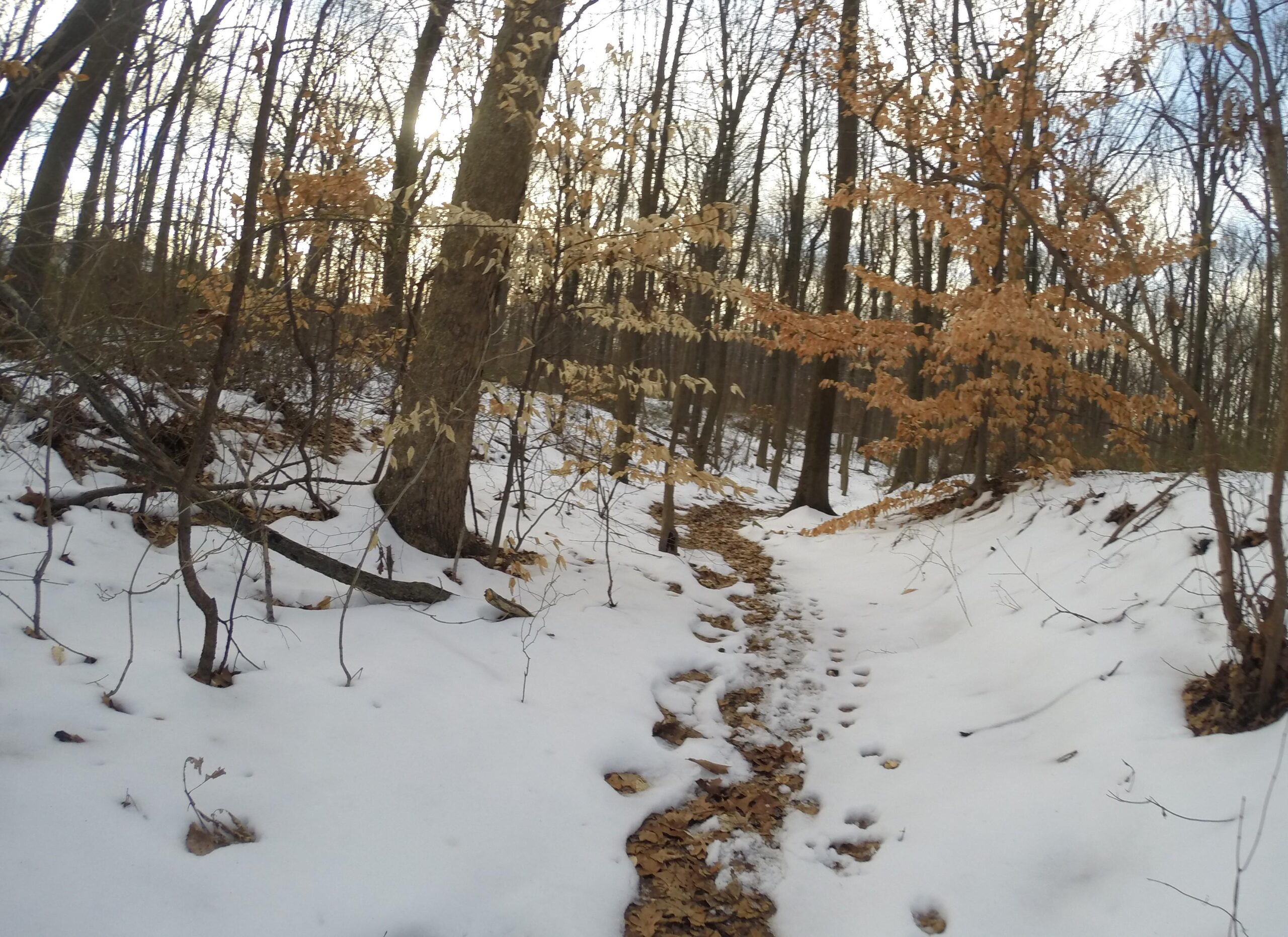 A winding trail through a snowy forest, with partially melted spots revealing fallen leaves and scattered branches. Sunlight filters through the trees, casting a warm glow on the scene, which features bare trees alongside some that still have dried leaves. The snow creates a peaceful, wintery atmosphere. Trails seperated by streets mountain bike trail.