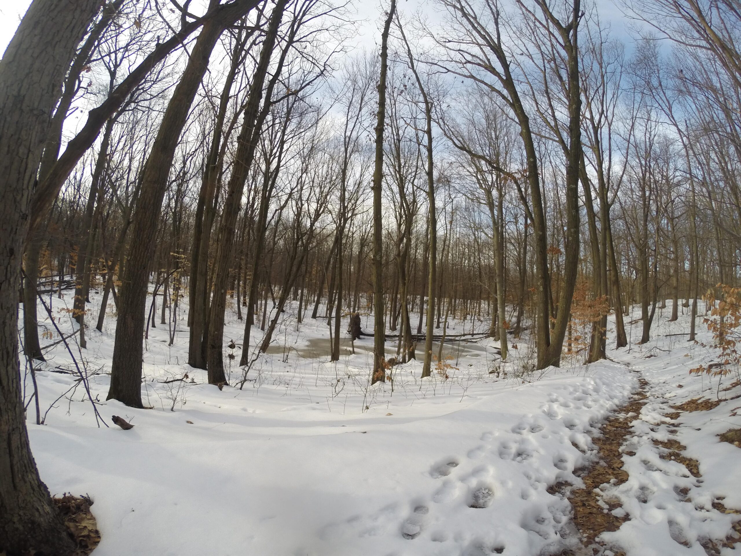 A snowy landscape in a forest with bare trees and a winding trail. The ground is covered in a layer of snow, with visible animal tracks leading through the scene. In the background, a small body of water can be seen surrounded by trees. The sky is partly cloudy, adding a serene atmosphere to the winter setting. Trails seperated by streets mountain bike trail.