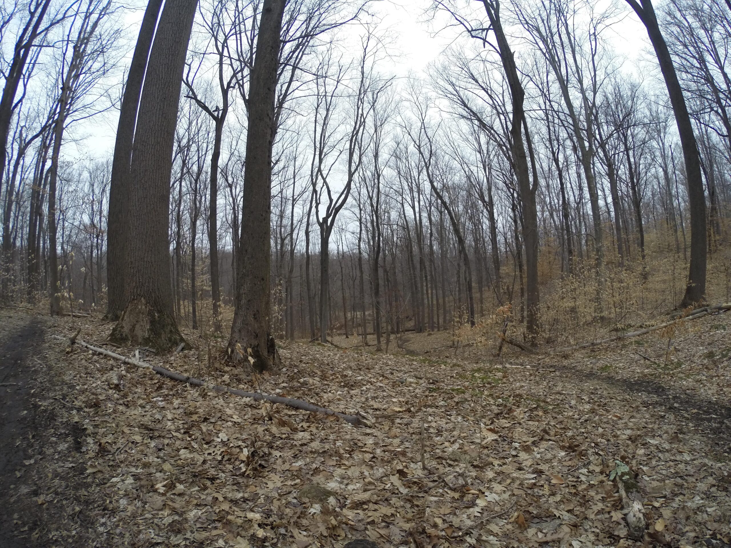 A serene winter landscape featuring a forest with tall, bare trees and a carpet of fallen leaves. The path meanders through the woods, leading into a distant, hilly area that is lightly covered with sparse, dry foliage. The sky is overcast, lending a muted light to the scene. Lewis Morris mountain bike trail.