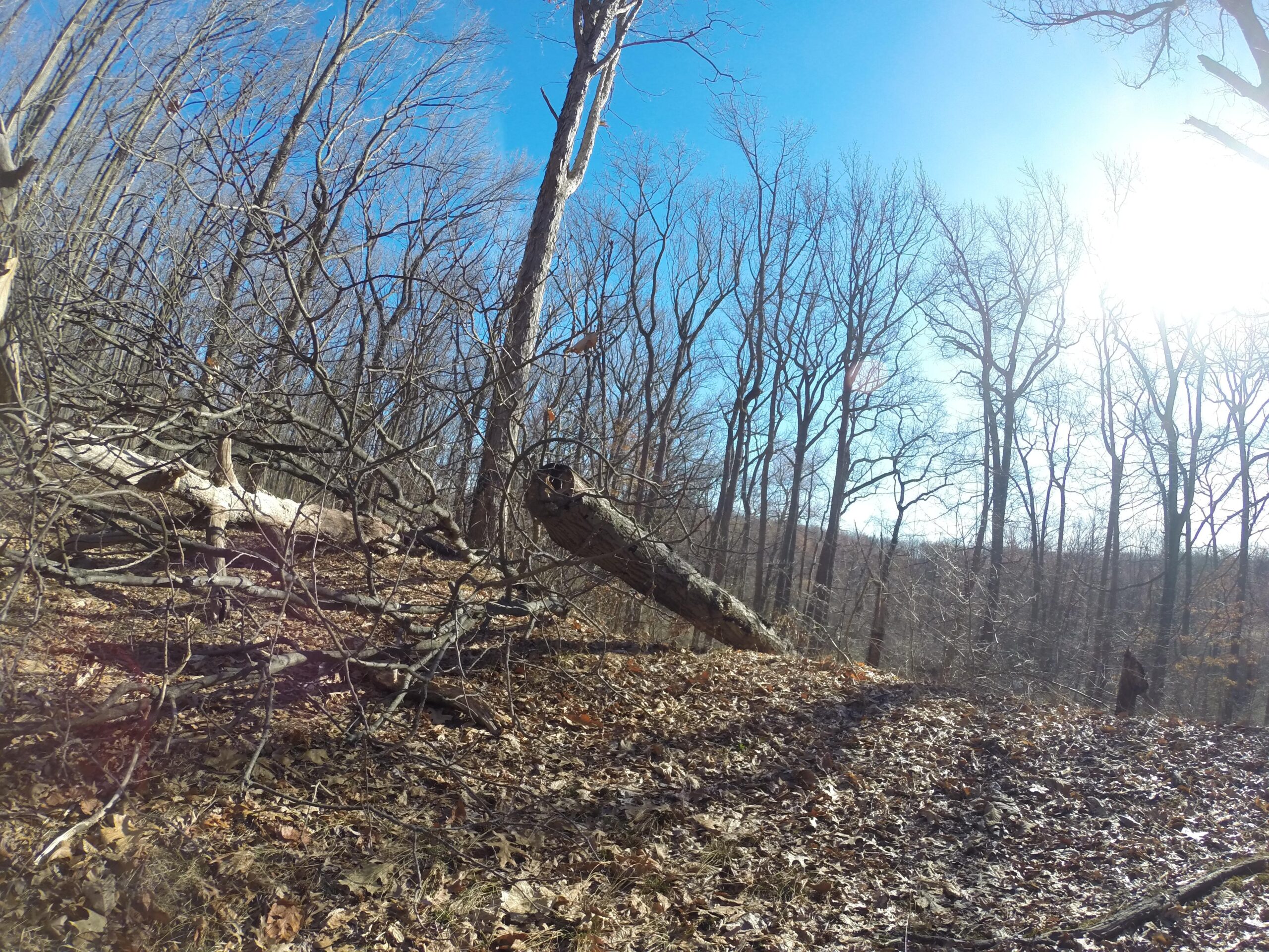 A forest scene with bare trees under a bright blue sky, featuring fallen branches and a partially visible log on the forest floor surrounded by dried leaves. The sun is shining in the background, casting light on the landscape. Wolfes Pond park mountain bike trail.