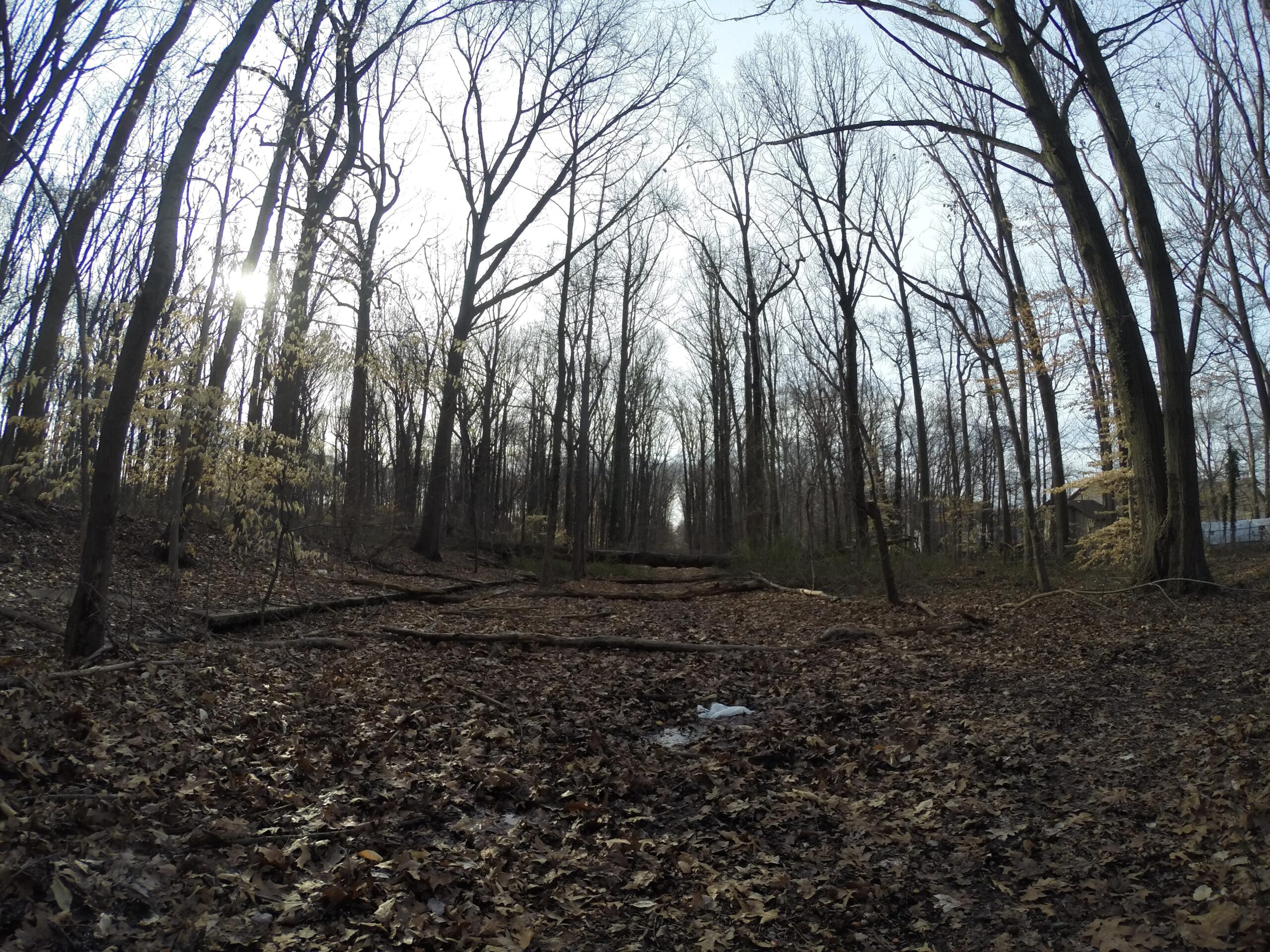 A serene forest scene showing tall, bare trees in a late autumn setting, with sunlight filtering through the branches. The ground is covered with a blanket of fallen leaves and scattered branches, creating a tranquil and natural atmosphere. Trails seperated by streets mountain bike trail.