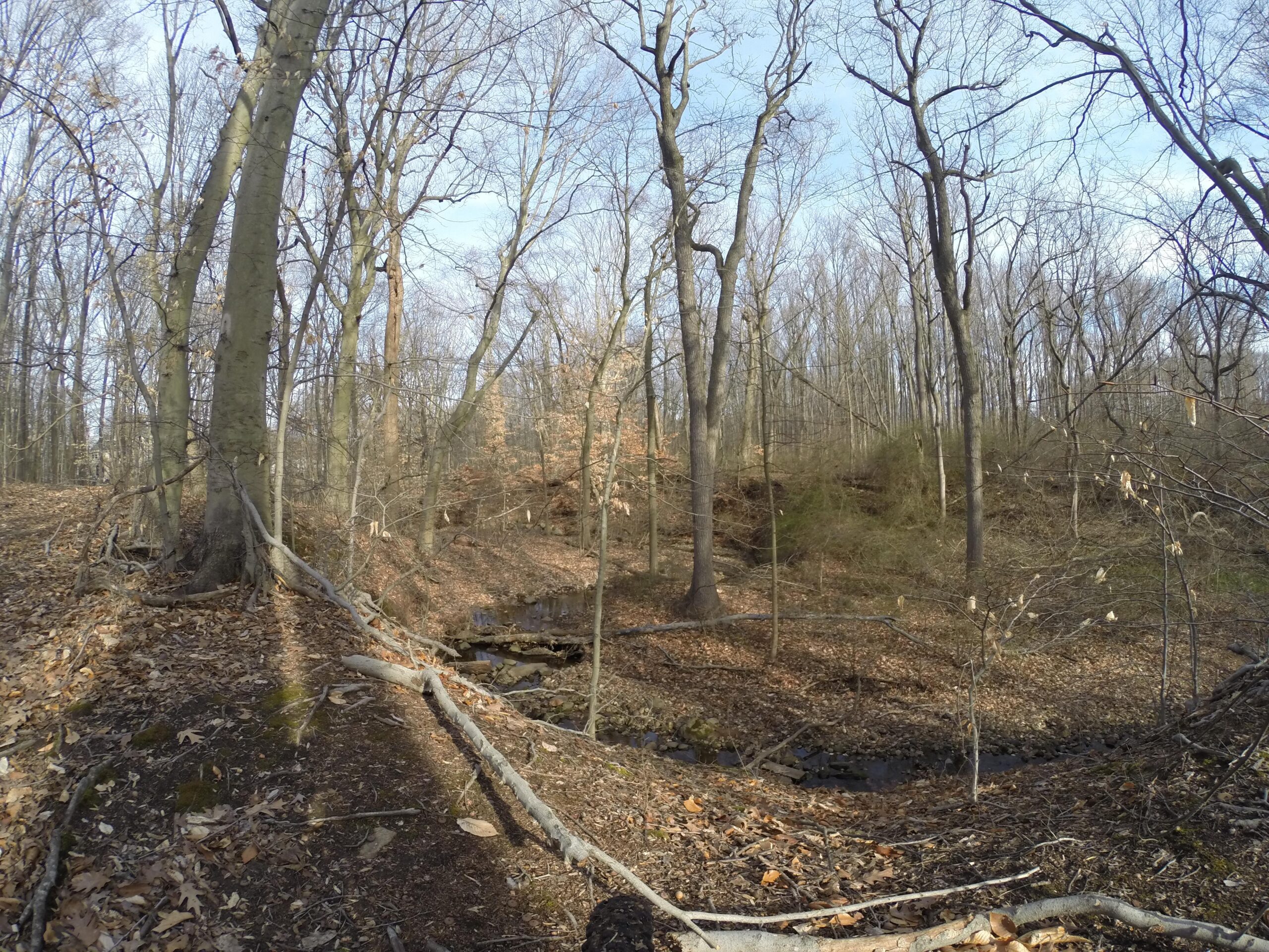 A tranquil forest scene featuring tall, bare trees and a leaf-covered forest floor. A small stream runs through the area, with fallen branches scattered around. The sky is partly cloudy, hinting at an early spring setting. Trails seperated by streets mountain bike trail.