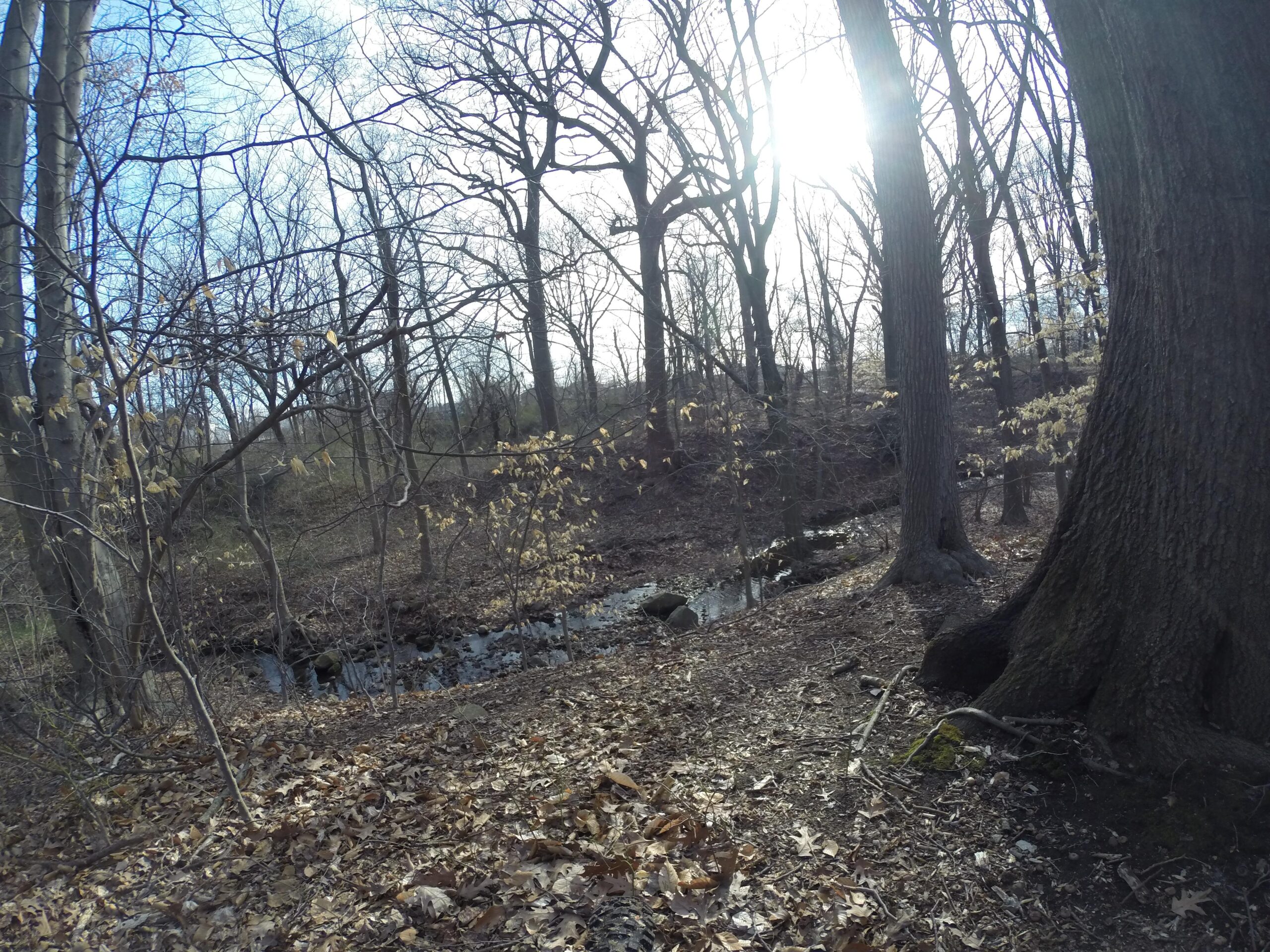 A serene forest scene featuring bare trees and scattered leaves in an early spring setting. A small creek runs through the area, with sunlight filtering through the branches, casting gentle shadows on the ground. Trails seperated by streets mountain bike trail.