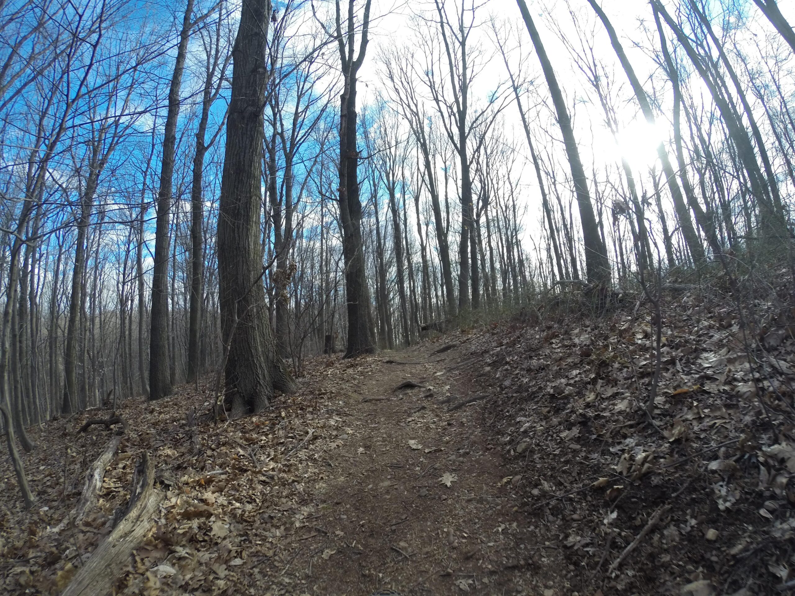 A winding dirt path through a forest with tall, bare trees and a clear blue sky, scattered with fallen leaves along the trail. Richmond Avenue and Forest Hill road mountain bike trail.
