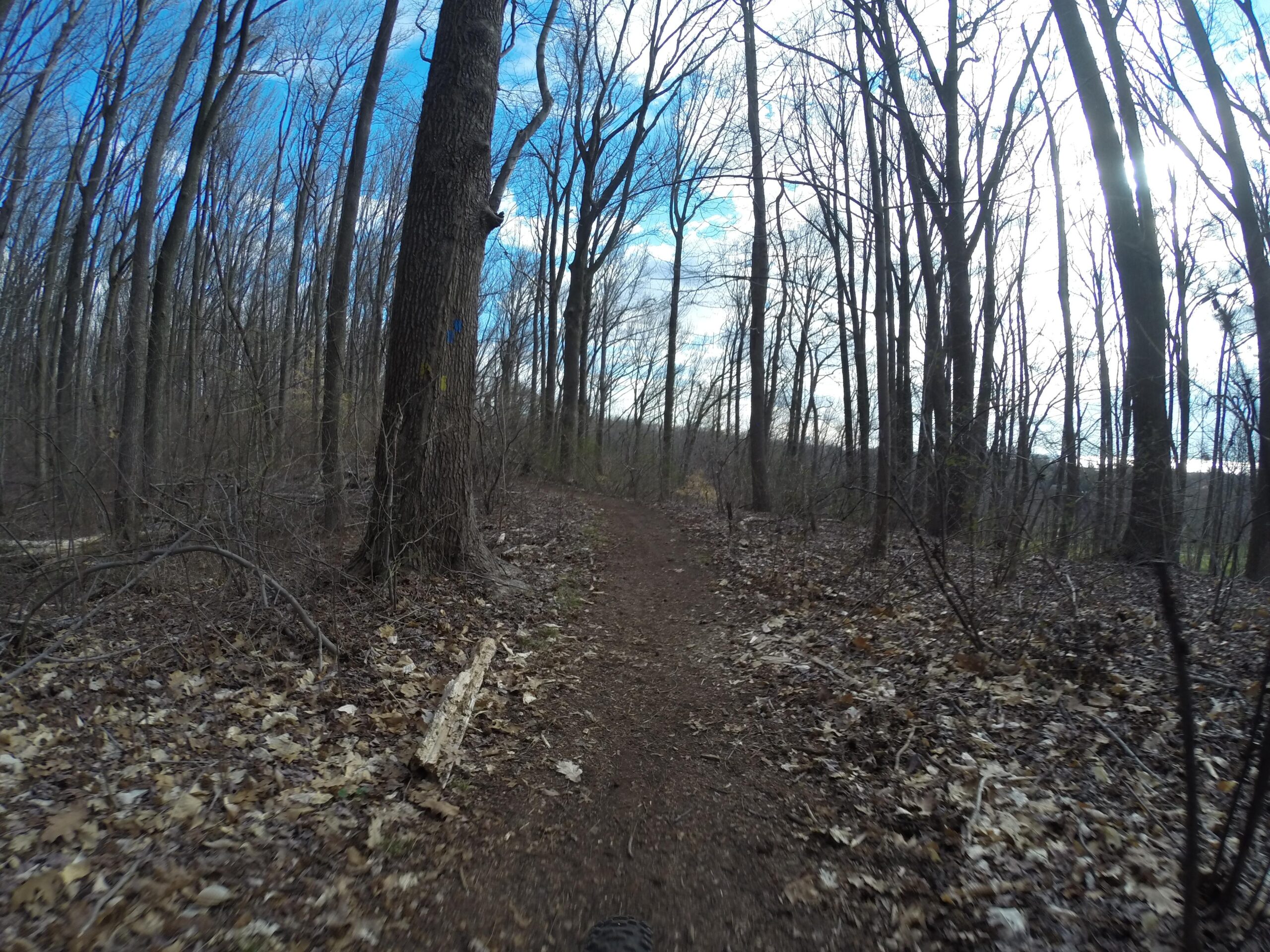 A dirt path winding through a forest with tall, bare trees and a blue sky in the background. Leaves cover the ground, and some fallen branches are visible along the trail. Sunlight is peeking through the tree branches, creating a serene atmosphere. Richmond Avenue and Forest Hill road mountain bike trail.