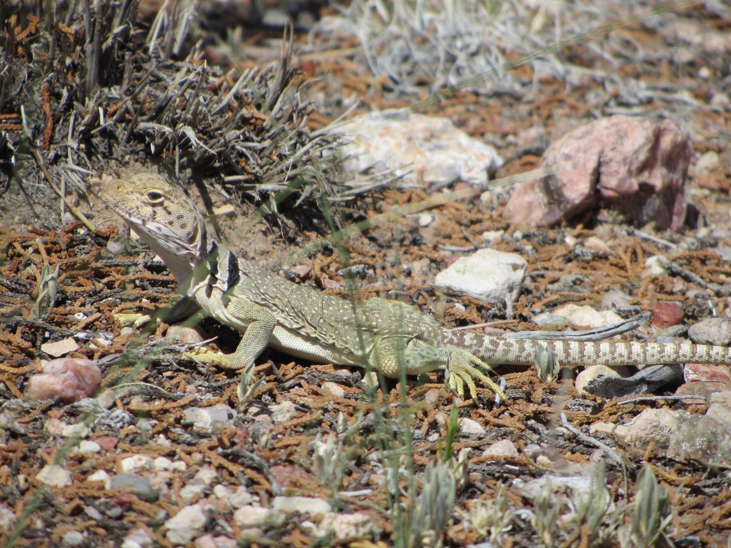 A lizard with a patterned body and long tail rests on rocky ground surrounded by small pebbles and sparse vegetation. Parkway Fatbike trail mountain bike trail.