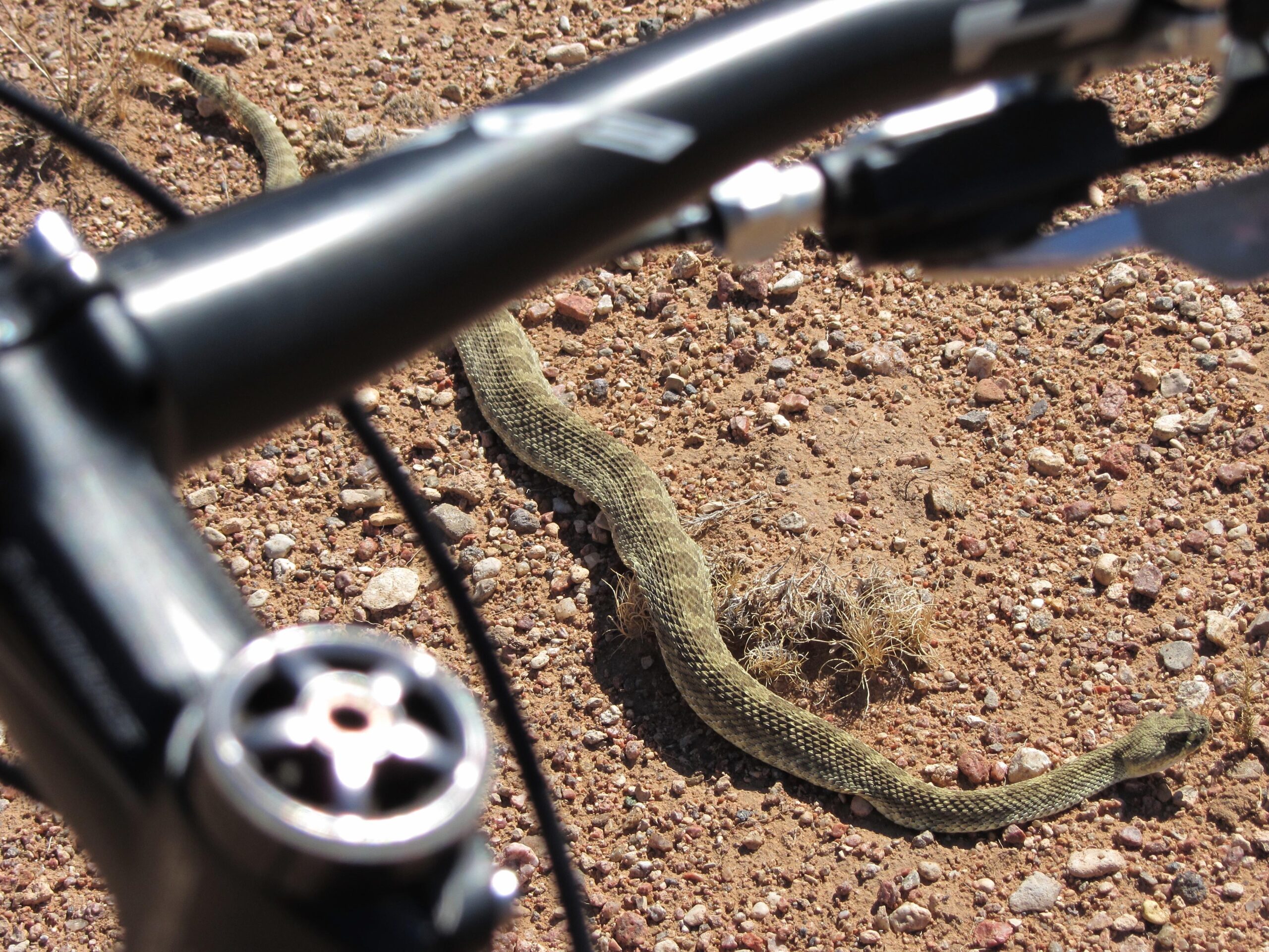 A close-up view of a coiled snake on a dirt path, partially obscured by a bicycle handlebar in the foreground. The ground features scattered pebbles and sparse vegetation. Parkway Fatbike trail mountain bike trail.