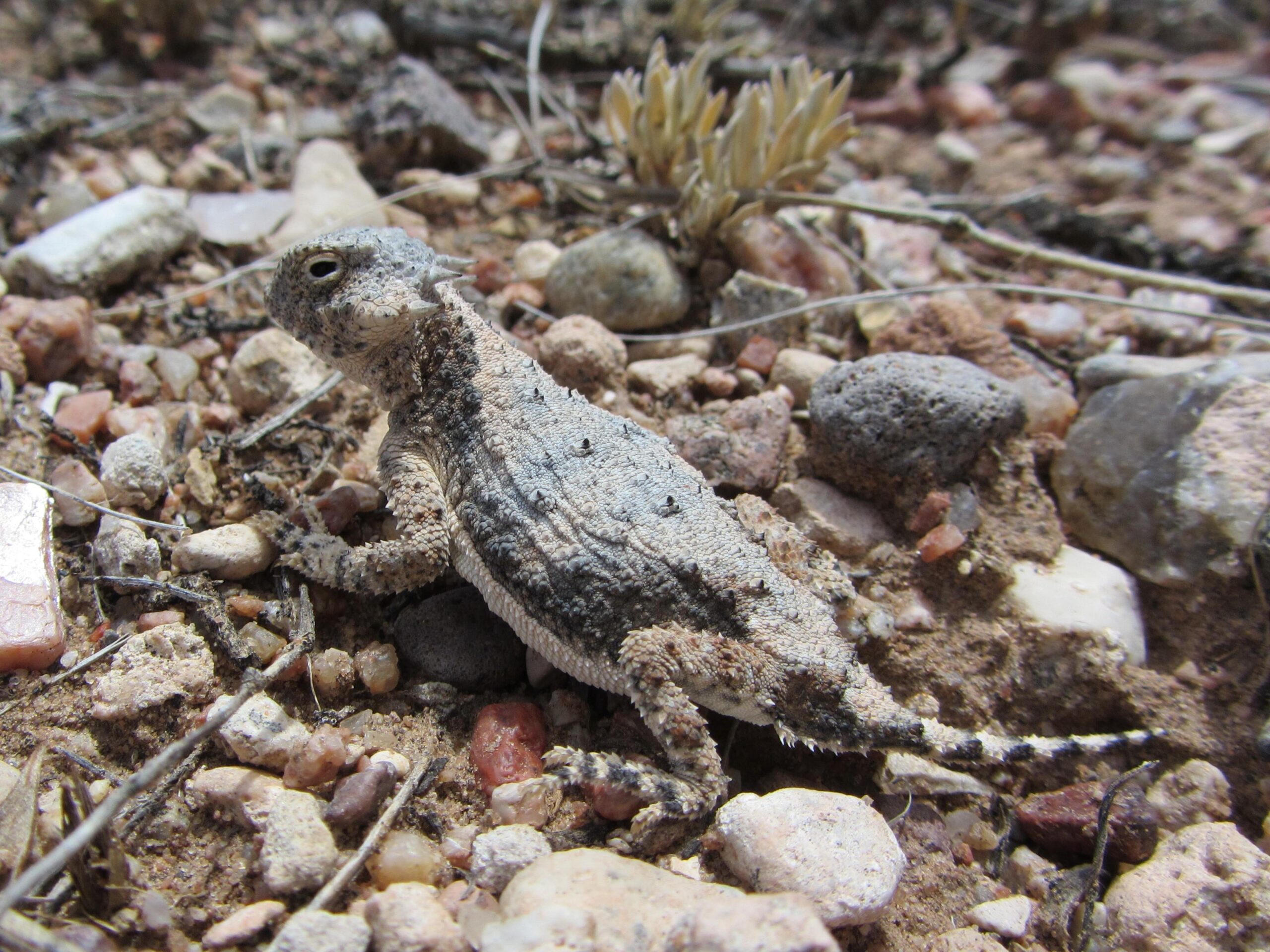 A close-up image of a lizard resting on a rocky, sandy surface, with scattered small stones and dried plant material around it. The lizard has a textured, light gray-brown body with darker patterns, and small spines along its head and back. Its posture is alert, as it looks to the side. Parkway Fatbike trail mountain bike trail.