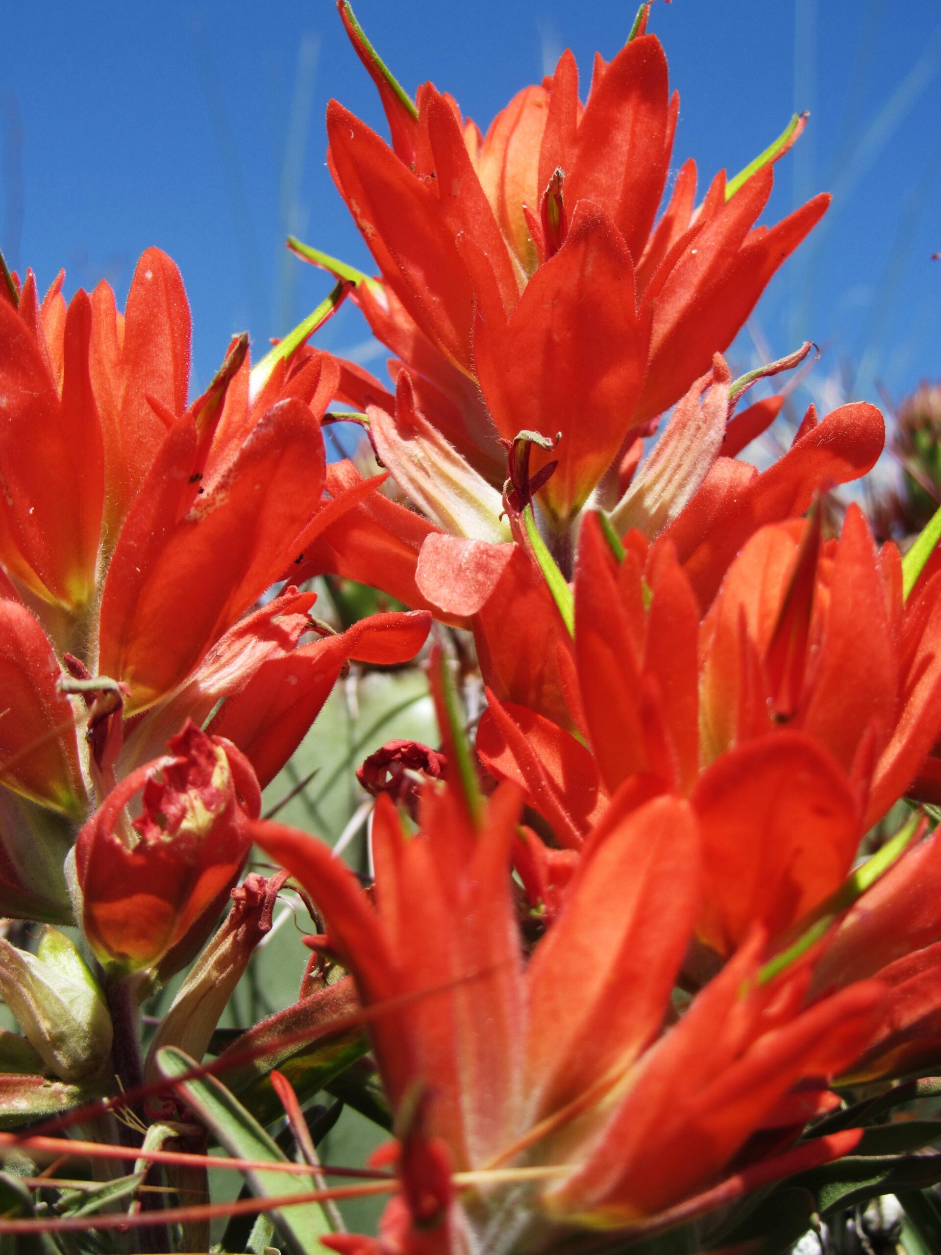A close-up view of vibrant orange flowers against a clear blue sky, showcasing their unique petal shapes and textures. The flowers are densely clustered, with green foliage visible among them. Super Fat Bike Loop mountain bike trail.