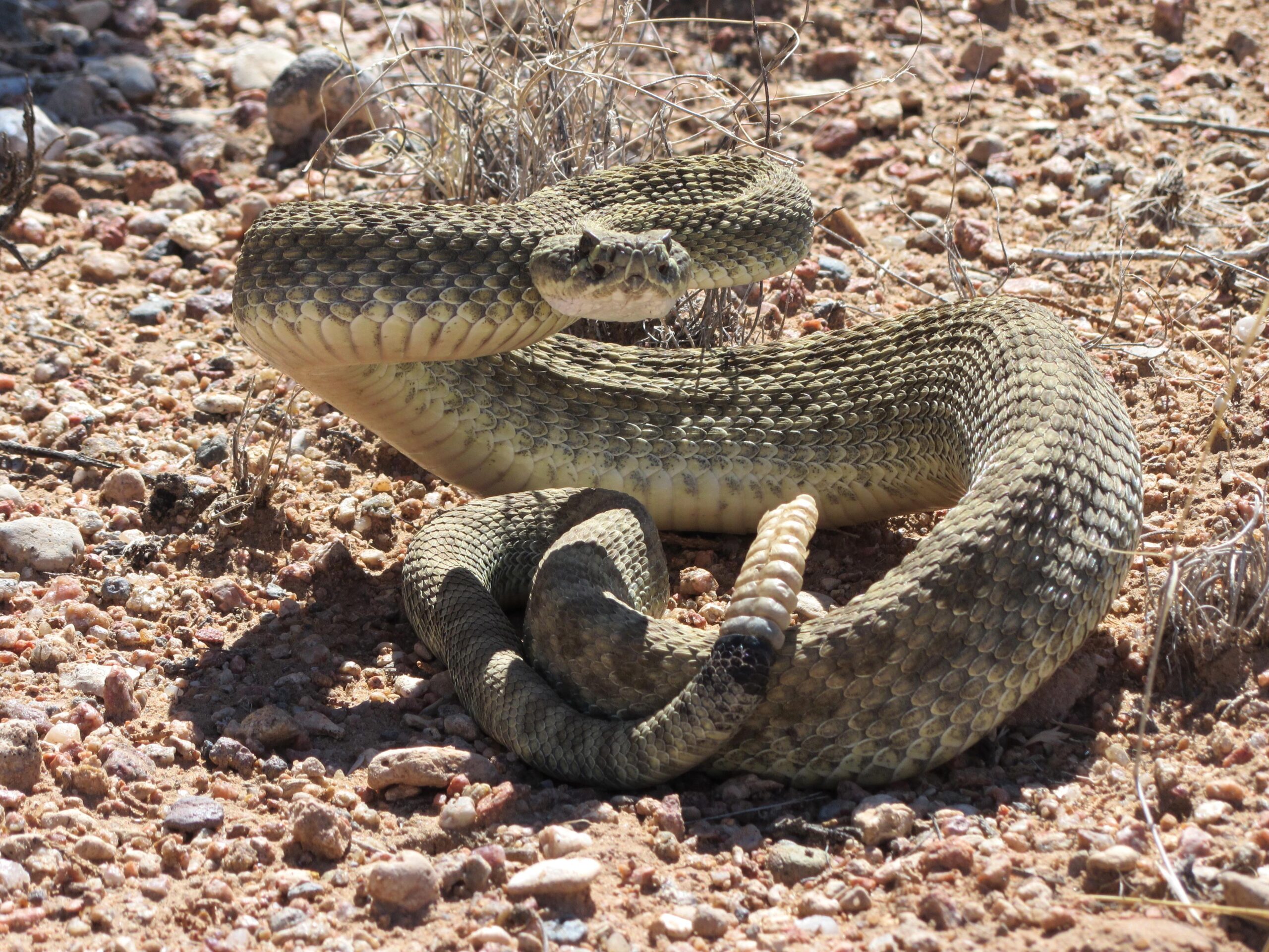 A coiled snake resting on a rocky, sandy surface, with its scales reflecting shades of brown and beige. The snake's head is raised, and it's surrounded by sparse vegetation and small stones. Parkway Fatbike trail mountain bike trail.
