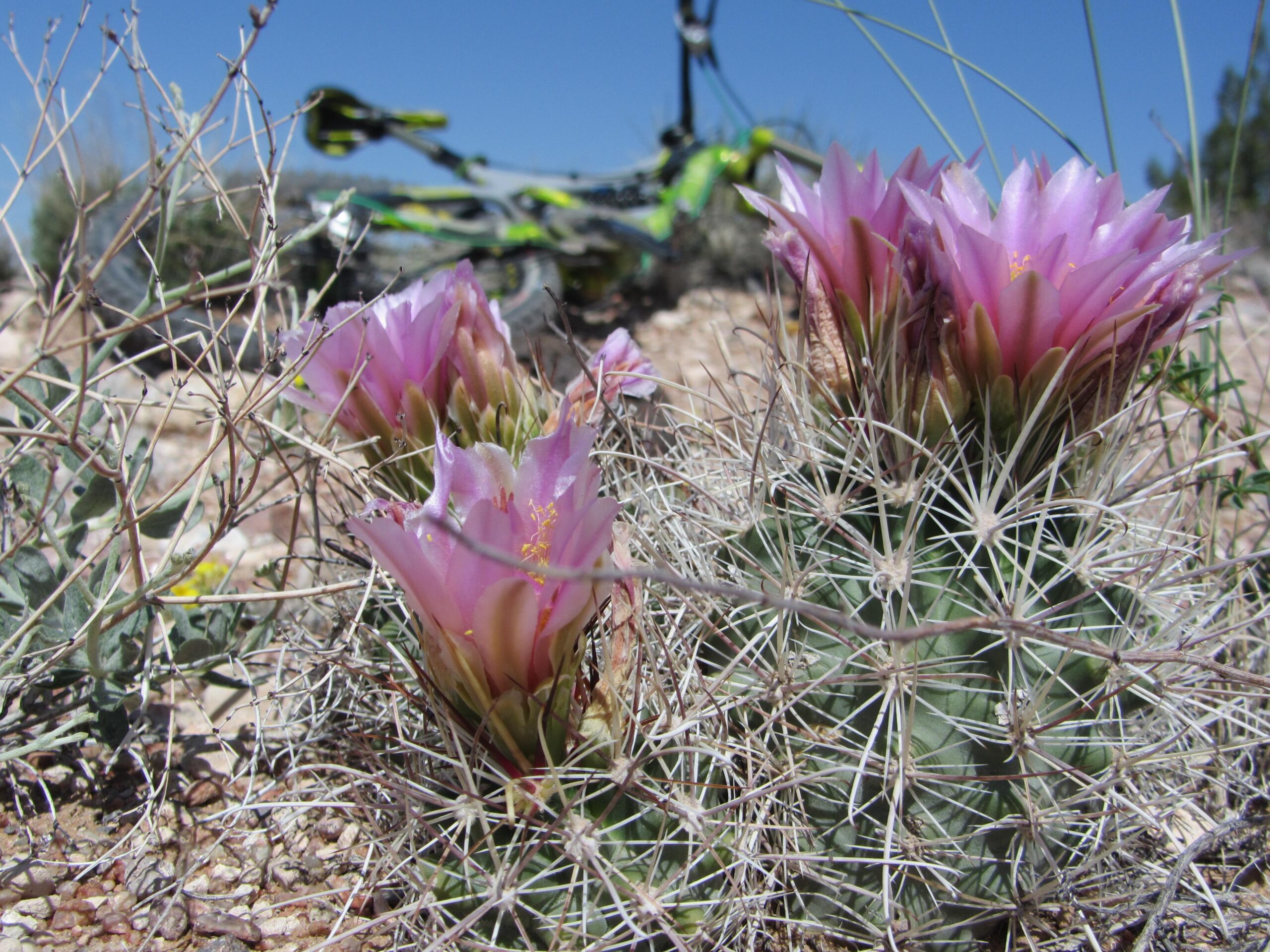 Close-up of vibrant pink flowers blooming on a cactus, surrounded by dry grasses and soil in a desert landscape. In the background, a blurred bicycle is visible, suggesting a natural outdoor setting. Super Fat Bike Loop mountain bike trail.