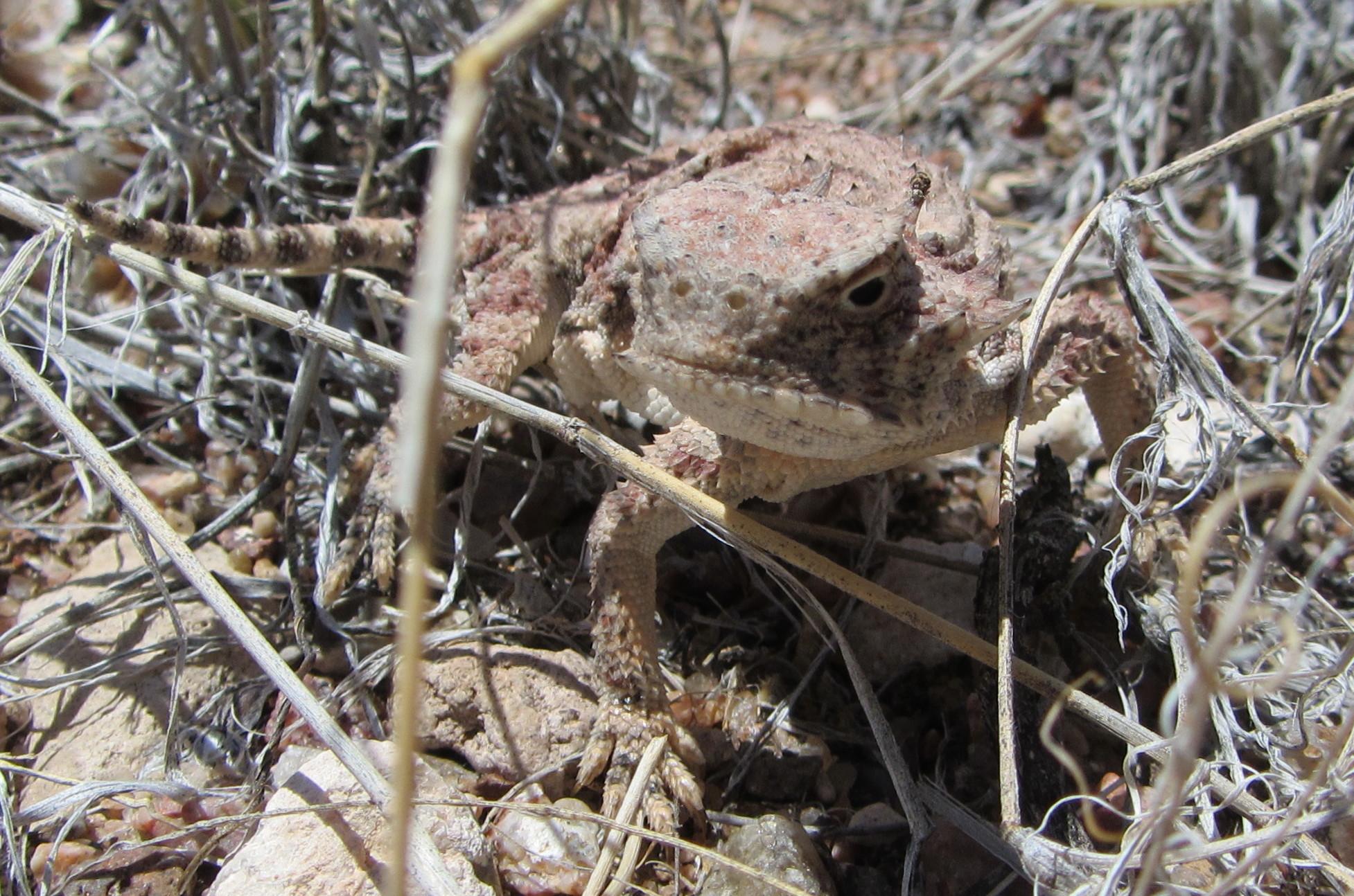 A close-up image of a toad blending into its natural environment, surrounded by dry grass and small rocks. The toad has a textured, mottled brown and tan skin, with distinctive features such as large eyes and bumpy skin, showcasing its adaptation to the arid surroundings. Parkway Fatbike trail mountain bike trail.