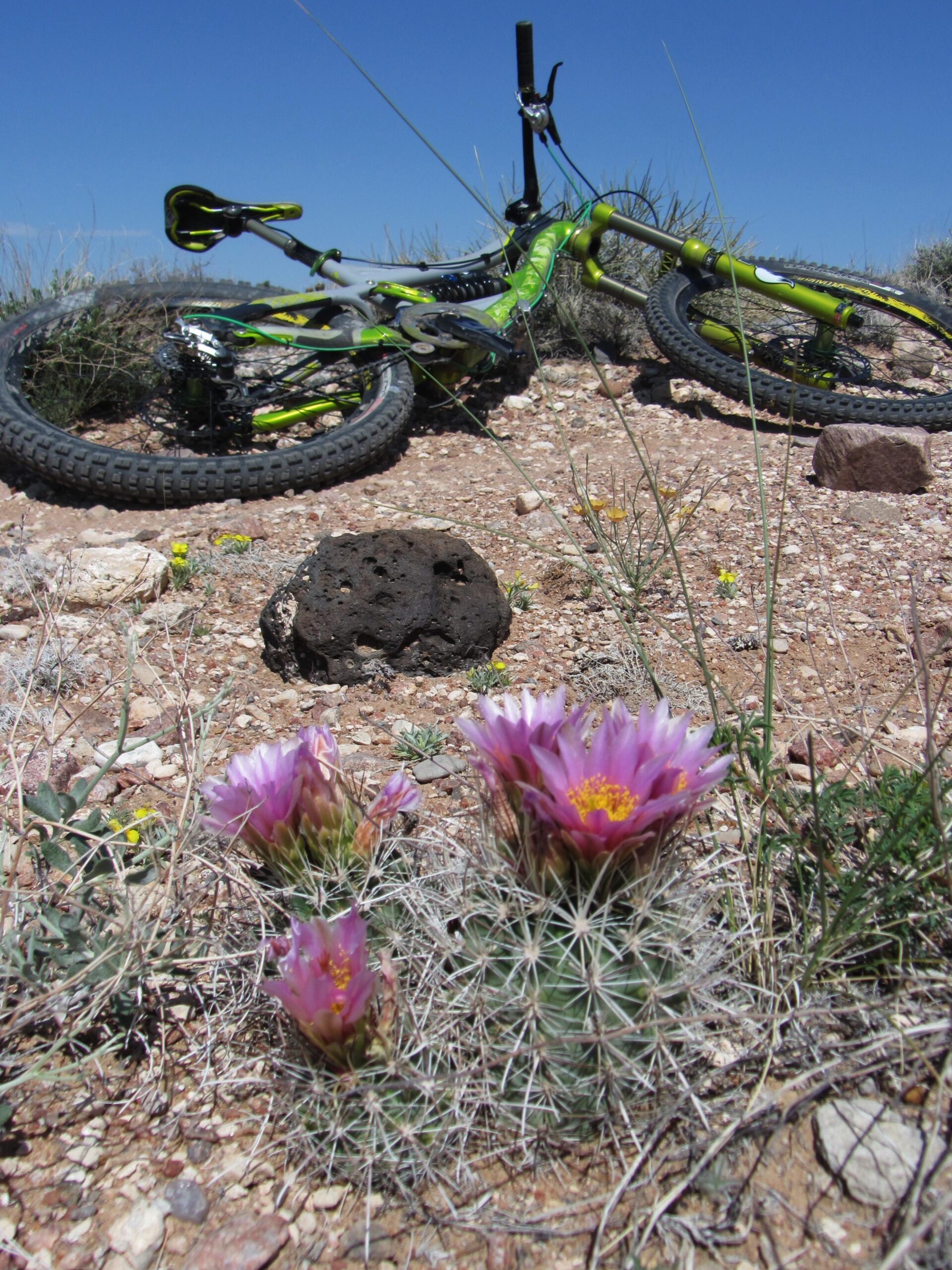 A colorful mountain bike lies on rocky terrain, partly obscured by patches of grass and wildflowers. In the foreground, a cluster of vibrant pink cactus flowers emerges, surrounded by spiky green foliage, against a backdrop of a clear blue sky. Super Fat Bike Loop mountain bike trail.