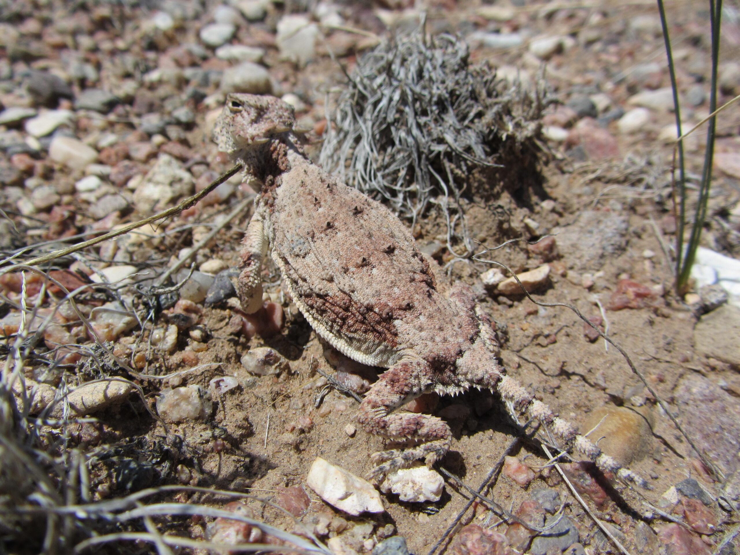 A spiny desert lizard camouflaged in rocky, sandy terrain, with a textured body and small spines visible on its back, surrounded by dry grass and pebbles. Parkway Fatbike trail mountain bike trail.